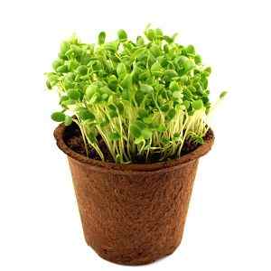 Semená na mikrozeleninu Ďatelina purpurová 1 kg